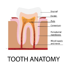 Tooth-Anatomy